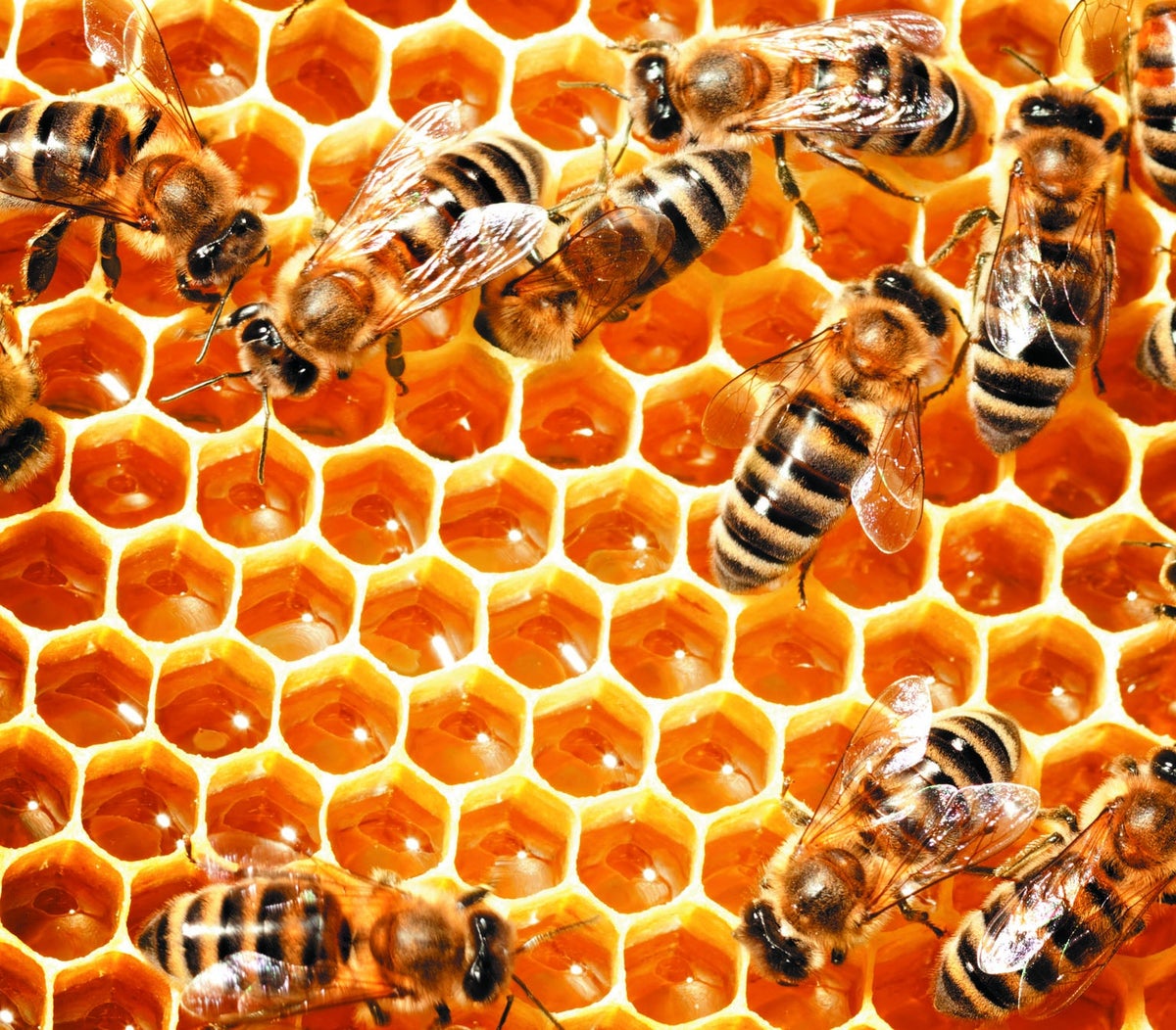 How to find your queen bee - Honey Bee Suite