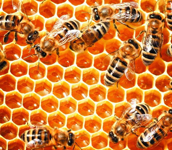 Engineers may learn from bees for optimal honeycomb designs