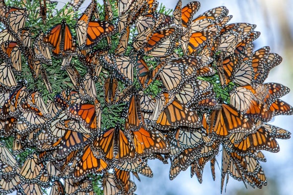 Save the Butterflies--but Not to Save Our Food Supply