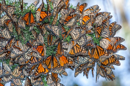 Monarch butterflies