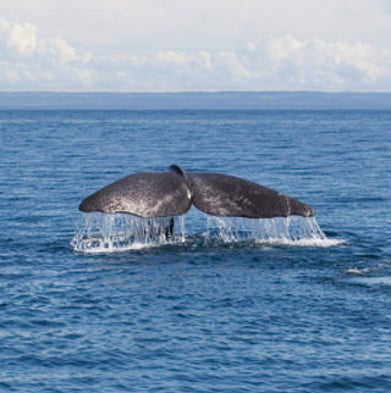 (Don't) Pump up the Volume: Sound Waves Silence Whales' Song