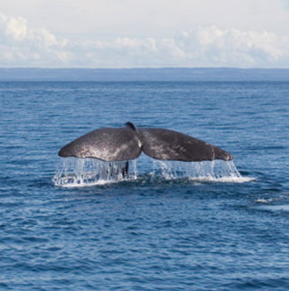 (Don't) Pump up the Volume: Sound Waves Silence Whales' Song