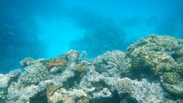 Biggest-Ever Coral Die-Off Reported on Australia's Great Barrier Reef