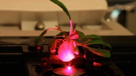 Bionic Plants Offer Superpowered Photosynthesis