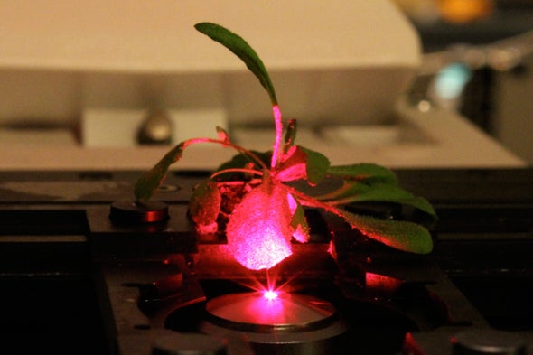Bionic Plants Offer Superpowered Photosynthesis