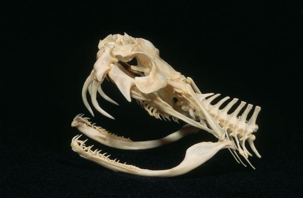 Gaboon viper skull shows prominent fangs (skull).