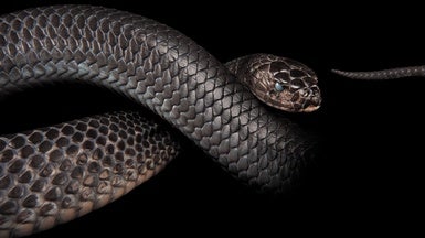 How Snakes Lost Their Legs - Scientific American