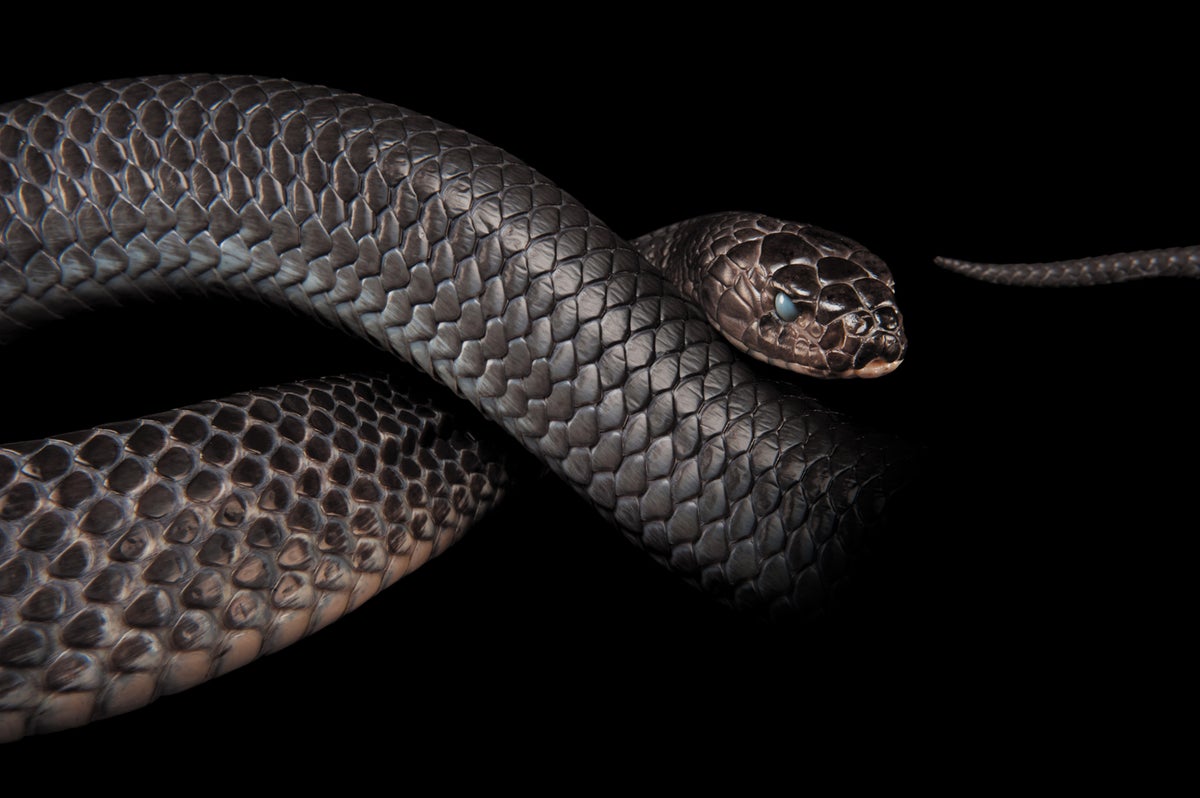 Black pipe snake - Wikipedia