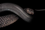 An Evolutionary 'Big Bang' Explains Why Snakes Come in So Many Strange  Varieties