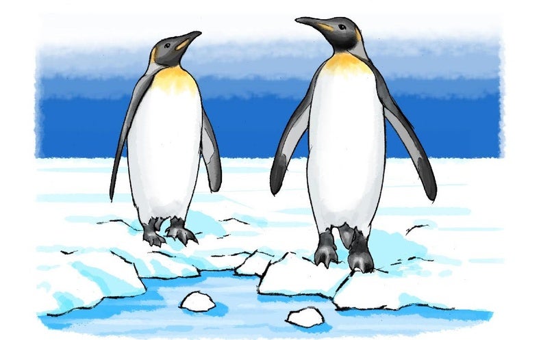 How Do Arctic Animals Stay Warm? - Scientific American