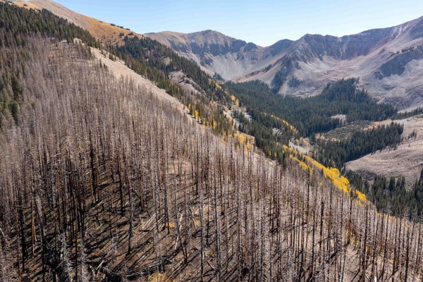 Mountainous landscape with dead trees in foreground.