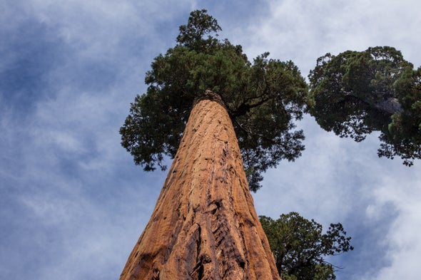 How Do You Move a Giant Sequoia?