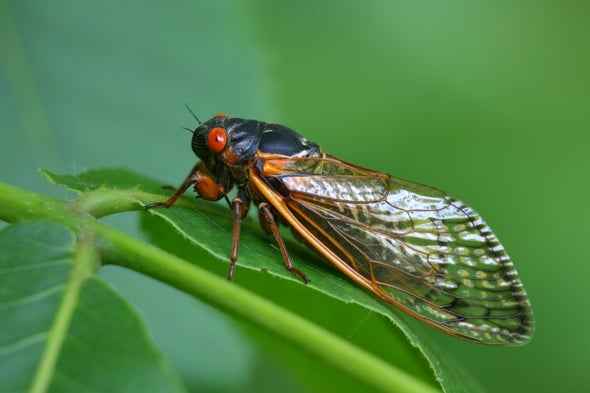 Noisy Cicadas Are Widely Misunderstood