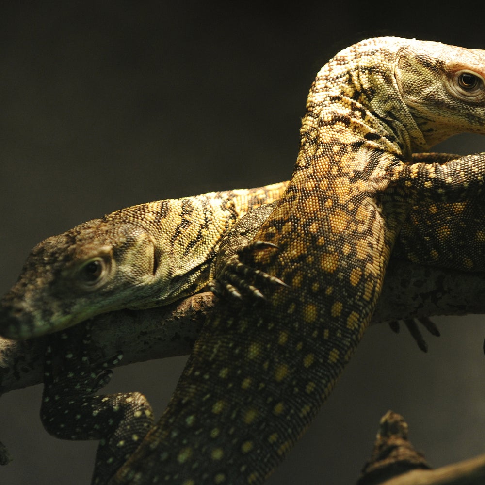 Strange but True: Komodo Dragons Show that \, image size:1000x1000