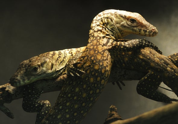 Strange but True: Komodo Dragons Show that "Virgin Births" Are Possible