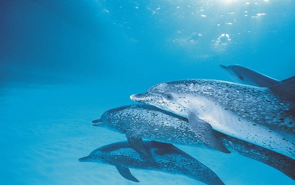 Something Clicks for Dolphin Identification