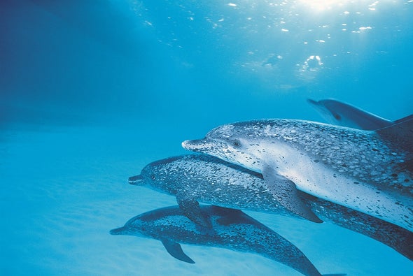 Something Clicks for Dolphin Identification