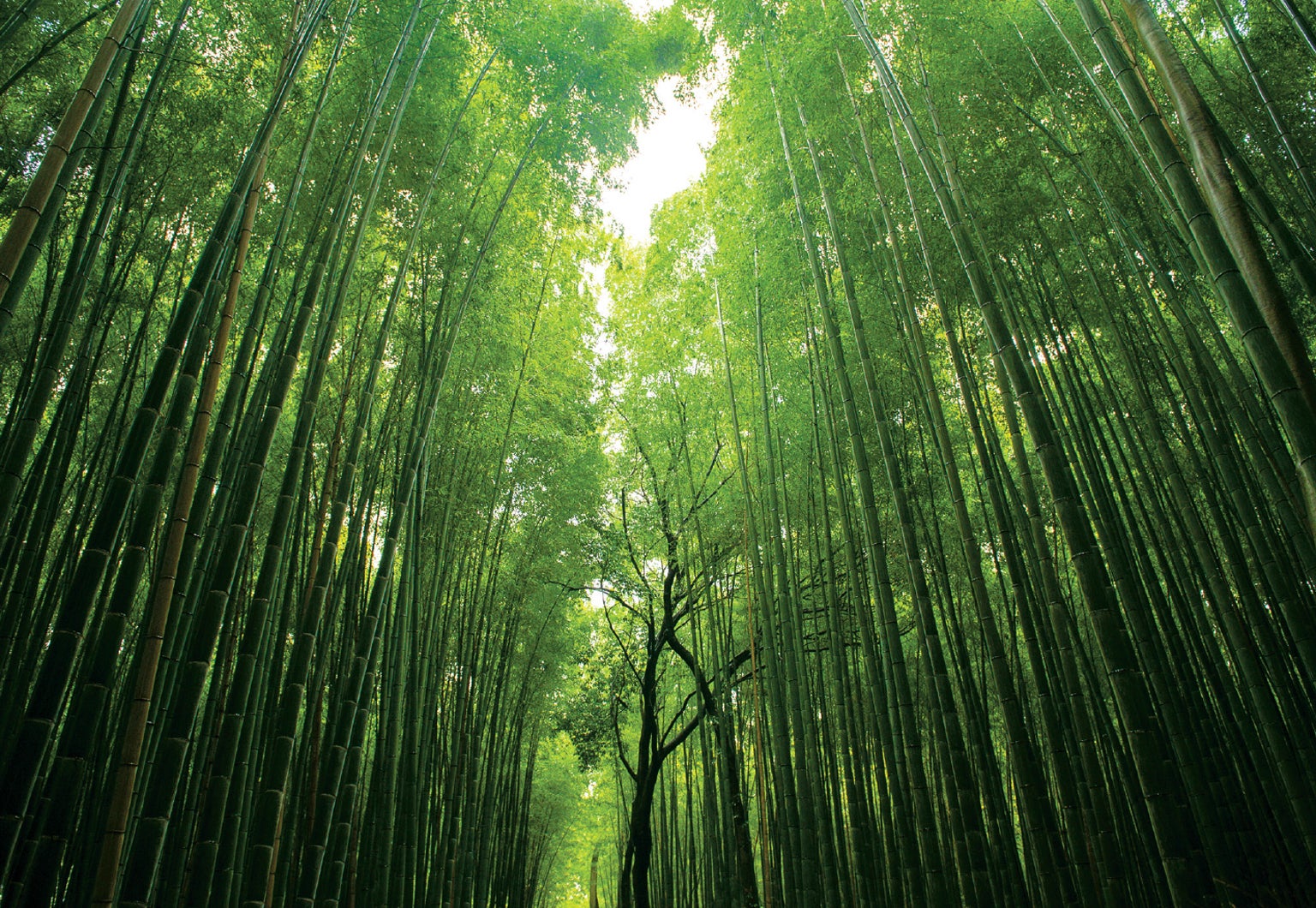 Bamboo groves