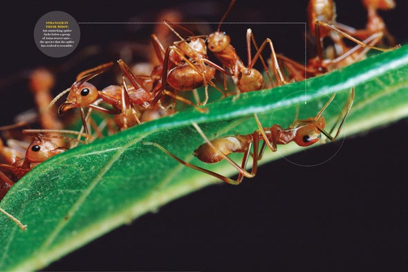 The Spiders That Would Be Ants - Scientific American