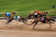 How Greyhound Racing Drove The Evolution Of A Superparasite Top Globe 