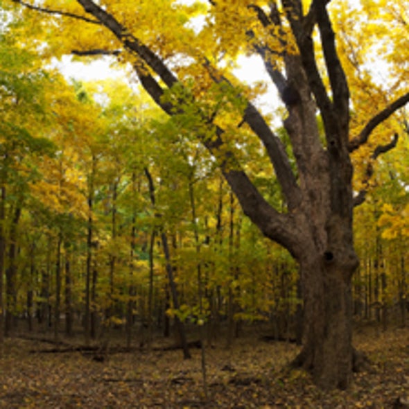 Slash and Sprawl: U.S. Eastern Forests Resume Decline