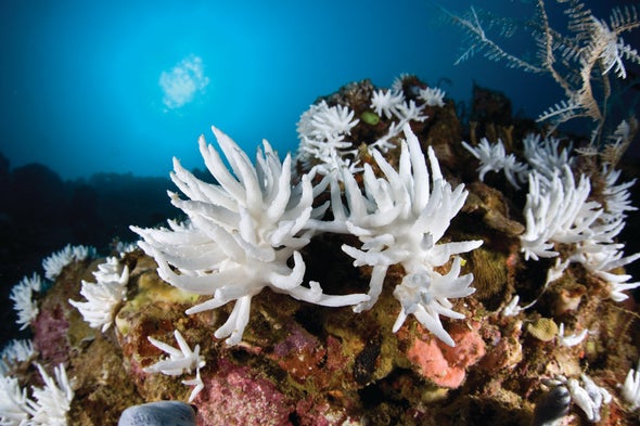 Coral Reefugees: Certain Corals Could "Outrun" Climate Change