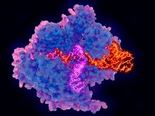 CRISPR Gene Editing May Help Scale Up Coronavirus Testing