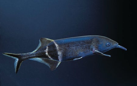 An underwater view of a blue and silver fish with long nose.