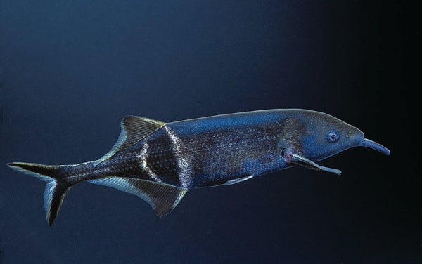 An underwater view of a blue and silver fish with long nose.