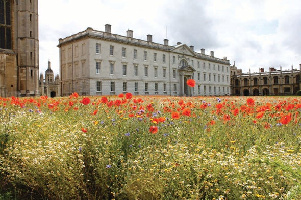 Biodiversity Flourishes in Historic Lawn Turned Wildflower Meadow
