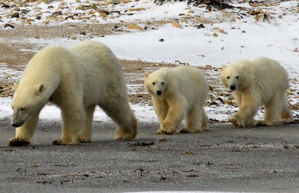 Polar Bear Cubs at High Risk from Toxic Industrial Chemicals, Despite Bans