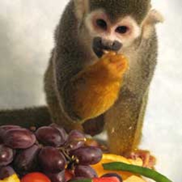 Loci Color: Gene Therapy Cures Color-Blindness in Adult Monkeys