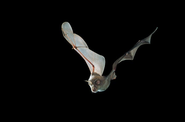 Greater horseshoe bat (Rhinolophus ferrumequinum).