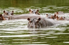 Pablo Escobar's 'Cocaine Hippos' Spark Conservation Fight
