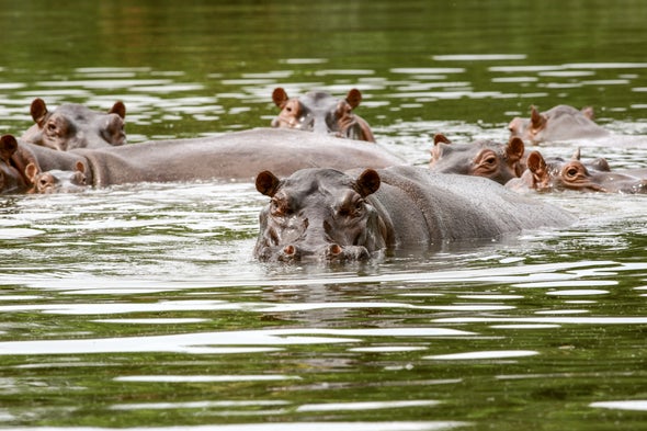 Pablo Escobar's 'Cocaine Hippos' Spark Conservation Fight