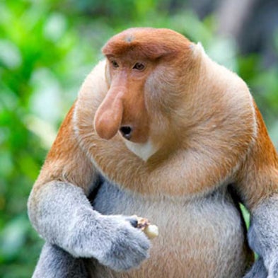 Animals of the Disappearing Mangroves - Scientific American Animals of the Disappearing Mangroves - Scientific American