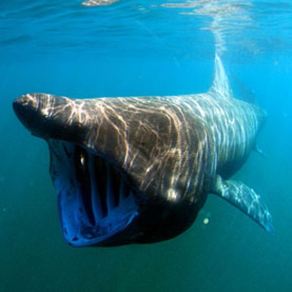 New England Basking Shark and Ocean Sunfish Project