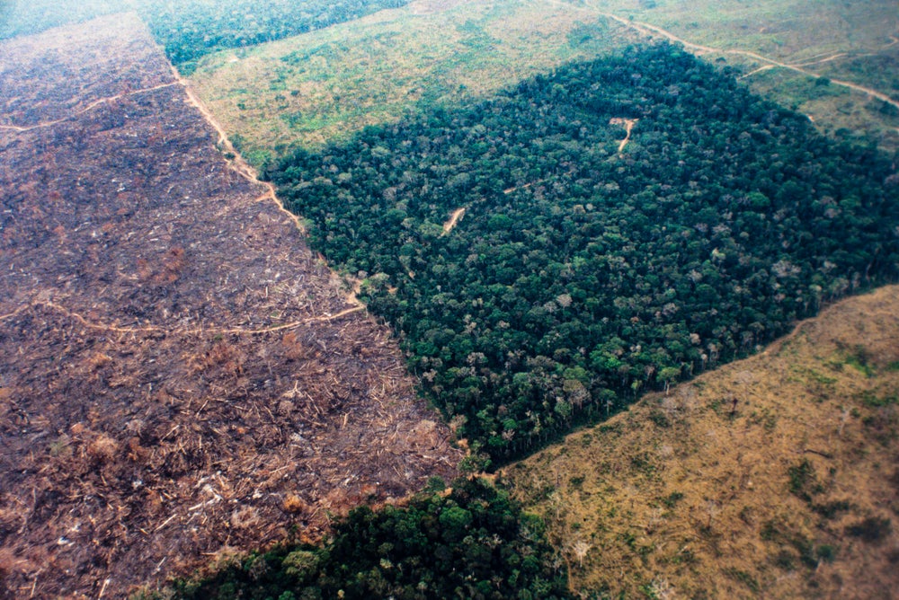 Business as Usual Threatens Thousands of Amazon Tree Species ...