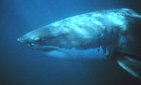 Special Gel Helps Sharks Sense Cold