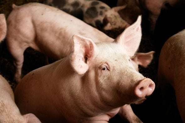 Gene-Editing Success Brings Pig-to-Human Transplants Closer to Reality