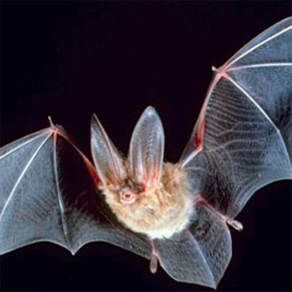Bat Detective