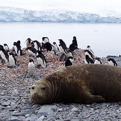 Life at the Poles: Eight Polar Animals That Face the Promise and Peril of Climate Change
