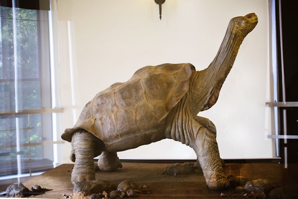Lonesome George, the Giant Tortoise, Preserved in All His Glory