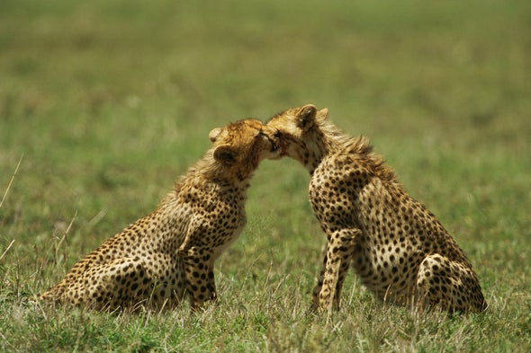 Tinder for Cheetahs; and an Unusual Blindness