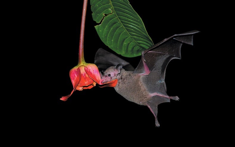 Photo of Redes ultrafinas atrapan murciélagos que pasan desapercibidos