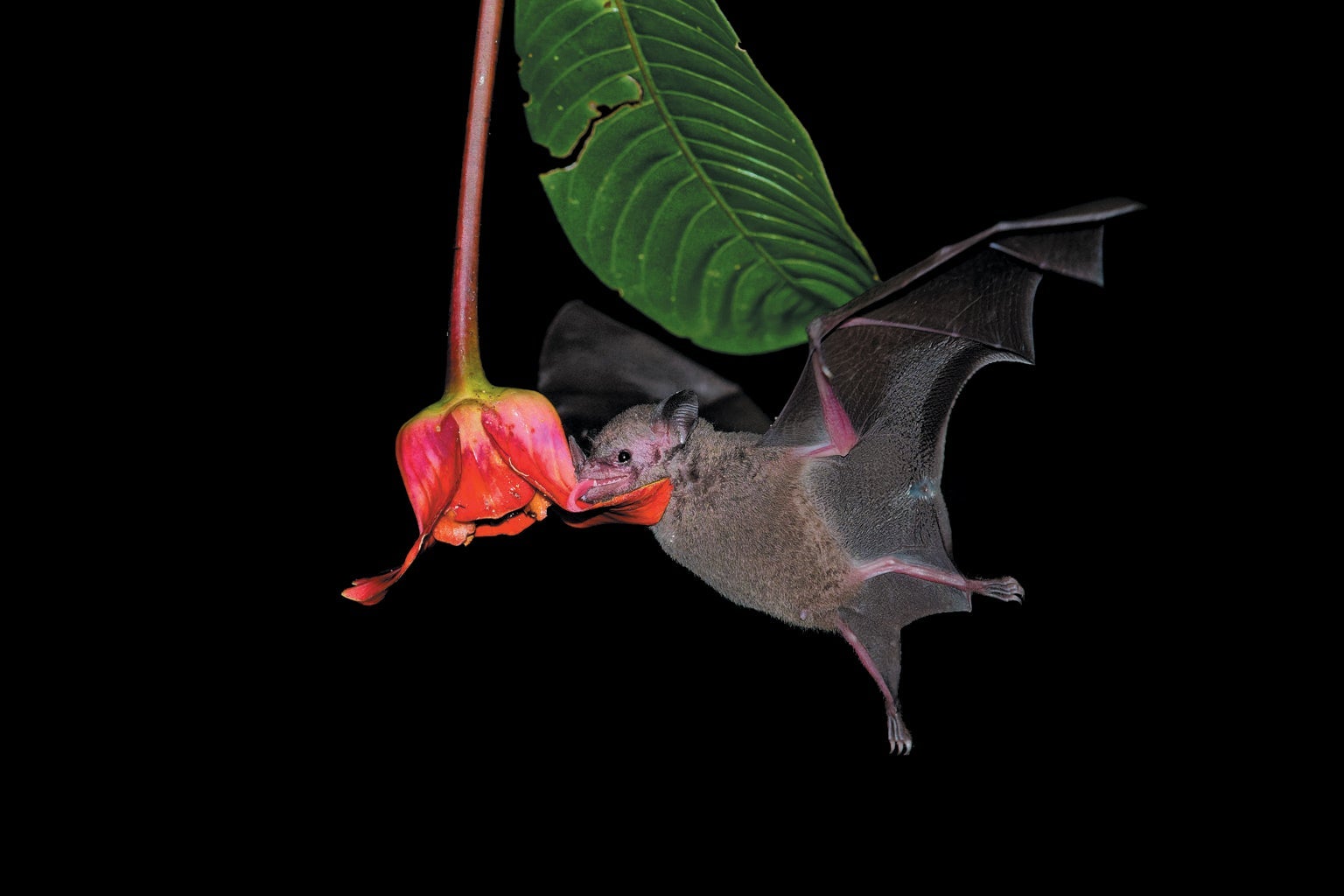 Ultrathin Nets Catch Overlooked Bats - Scientific American