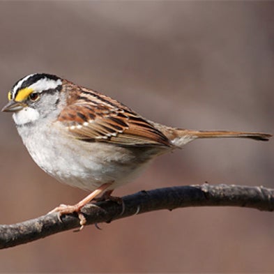 Do Birds Really Migrate South For The Winter? [video] - Scientific American