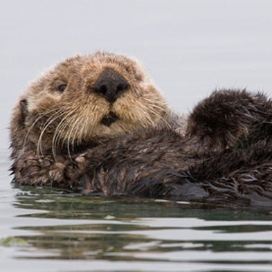 Which Species Will Live, Which Will Die? [Slide Show]