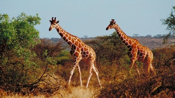 Lion Conservation Challenges Giraffe Protection - Scientific American