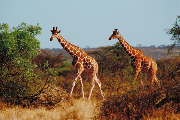 Lion Conservation Challenges Giraffe Protection